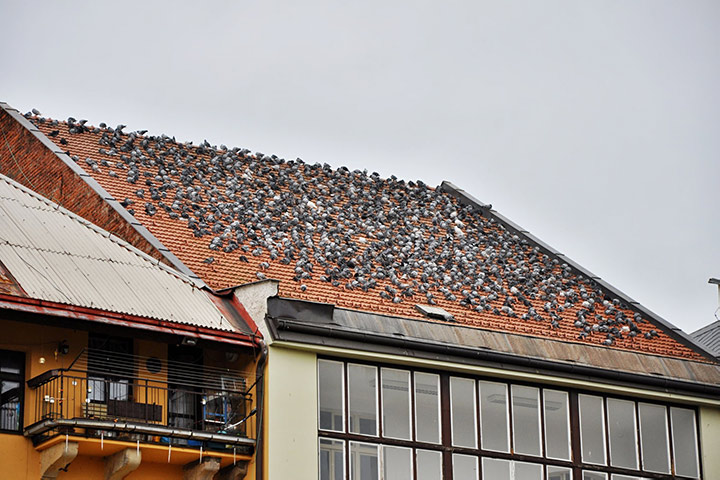 A2B Pest Control are able to install spikes to deter birds from roofs in Chester. 