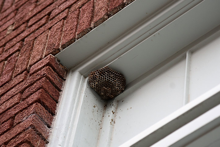 We provide a wasp nest removal service for domestic and commercial properties in Chester.